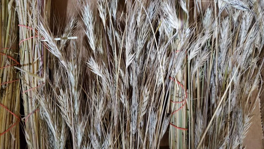 Rye Wholesale Box 20 Bunches Dried Flowers All Natural Whole