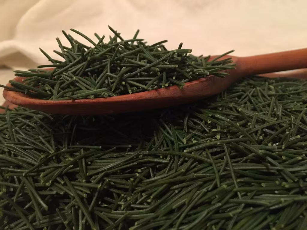 Fresh Pine Needles, Picea, Pure, Organic, Needle Tea, 100% Natural