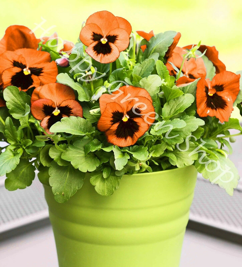 300 Seeds - Pansy Flame Orange With Blotch Viola Wittrockiana Biennial Flower