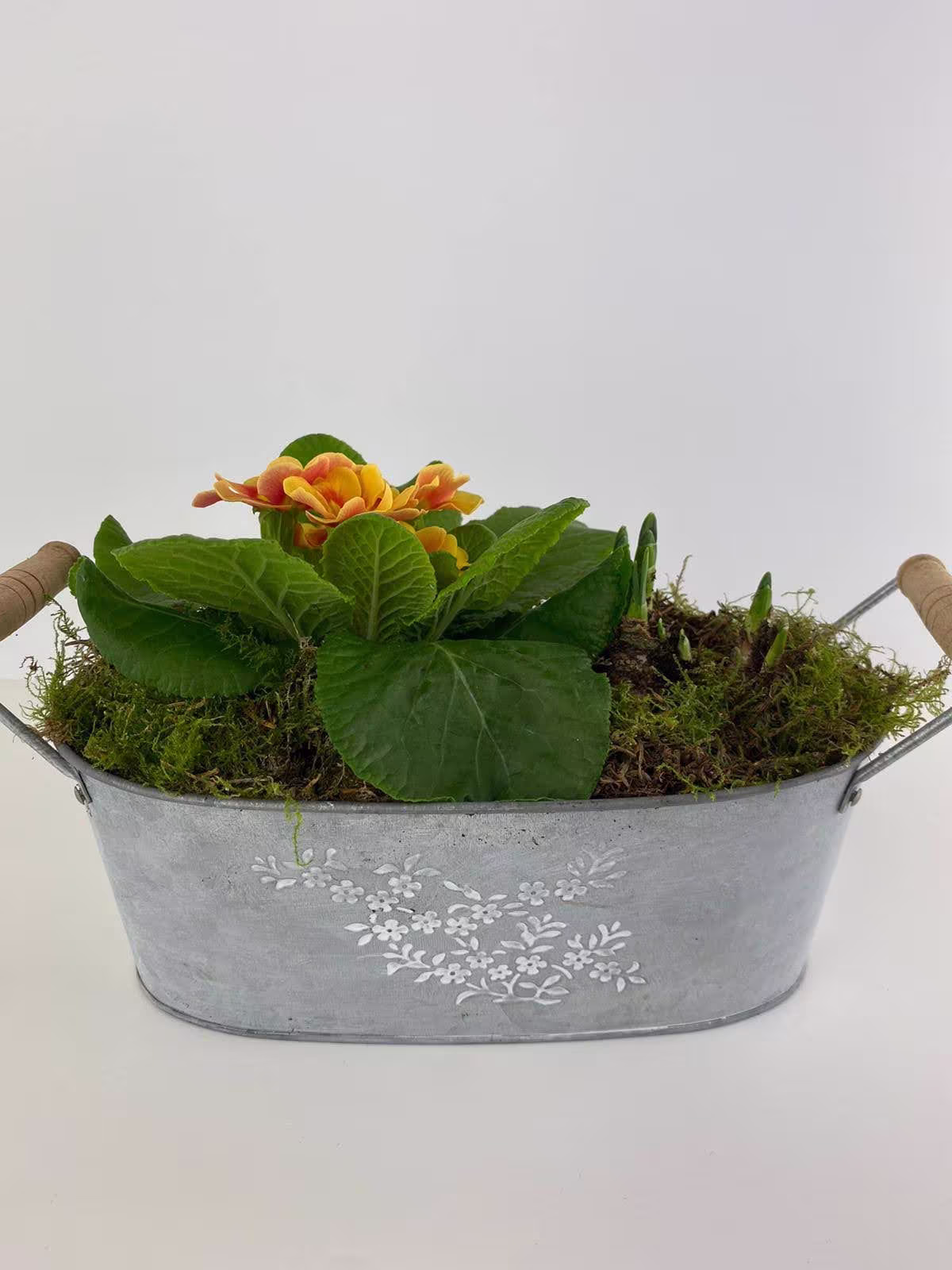 Primrose Tete A Planted Trough Container