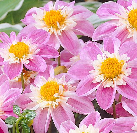 Dahlia Impression Famoso 60 Seeds