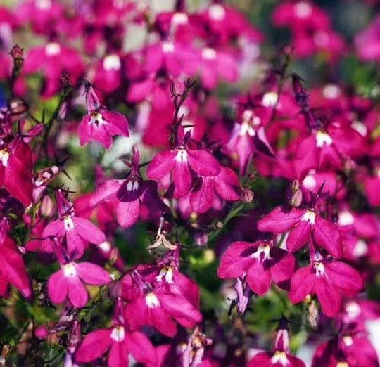 Lobelia Rosamond 600+ Seeds | Showy, Prolific & Dependable