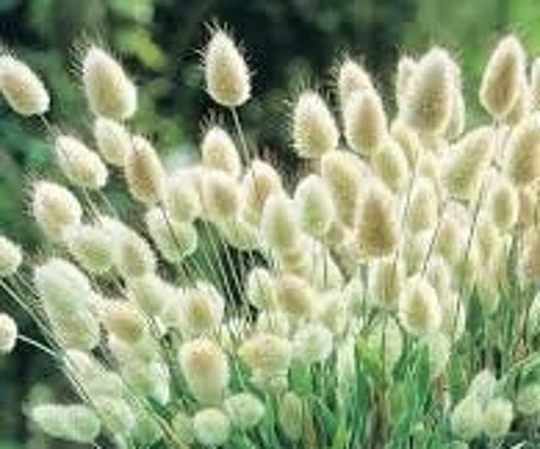 50+ Bunny Tails Grass Seeds