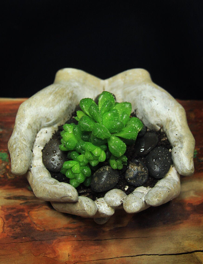 Hands - Airplants, Succulents, Cacti Pot