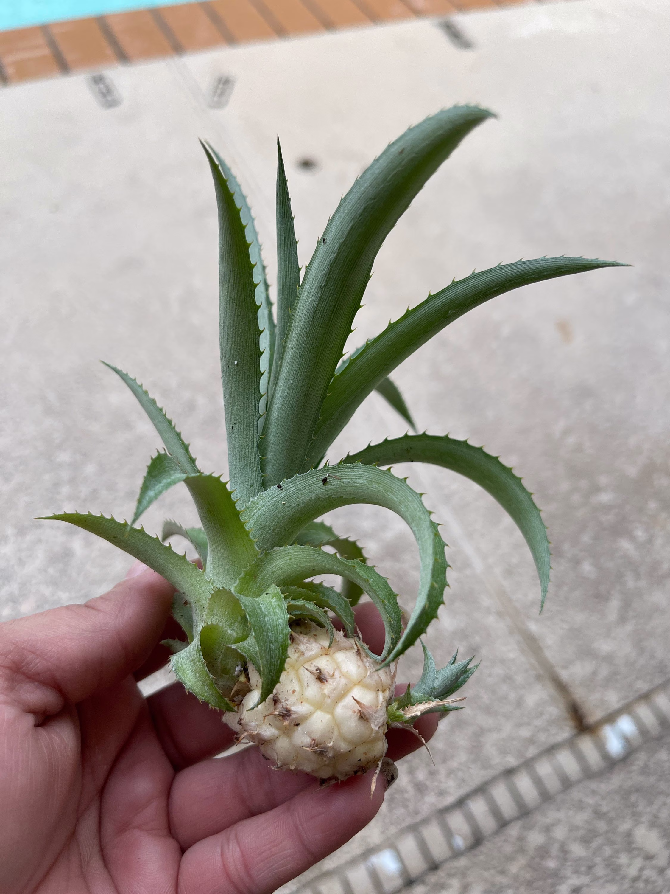 Ananas Comosus Var. Microstachys | Dwarf Pineapple. Ornament Pineapple. Exotic Plant