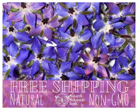 350+ Borage Seeds | Non-Gmo, Heirloom, Wildflower Garden Seed For Pollinating Bees & Butterfly, Medicinal Gardening Herb Planting, Usa