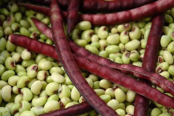 Pinkeye Purple Hull Pea Seed - 250 Seeds