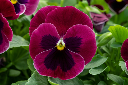 Pansy Seeds Spring Grandio Rose Blotch 50 Thru 500