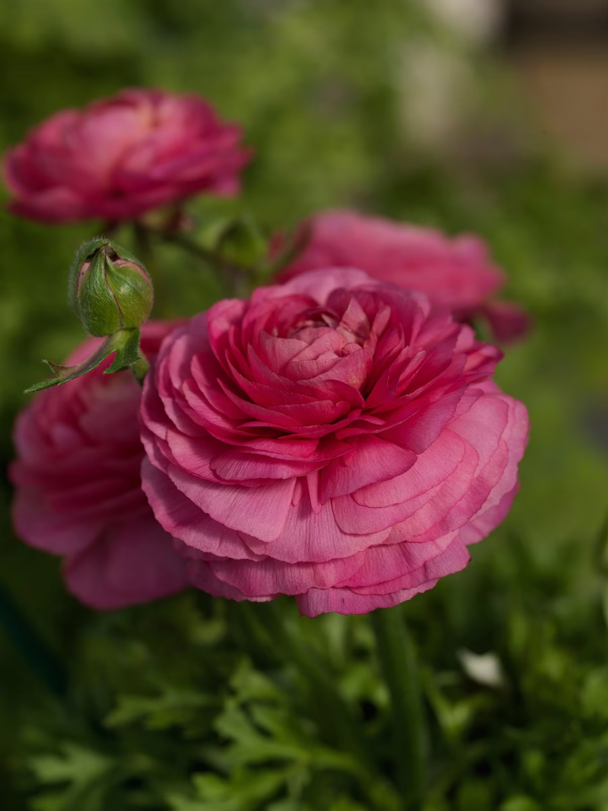 Ranunculus Seeds Bloomingdale Rose Shades 50 Thru 250 Pelleted