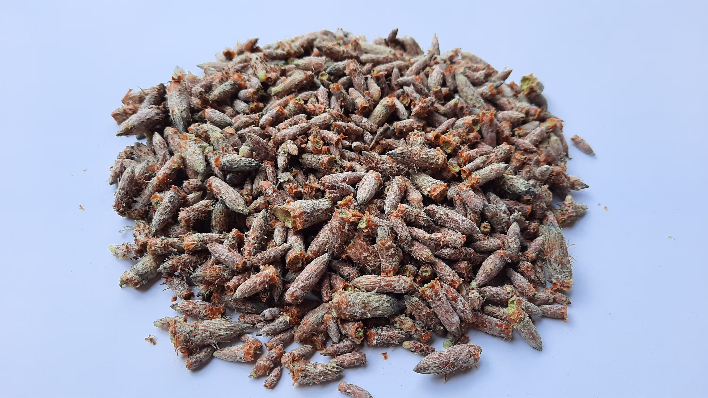 Organic Dried Pine Buds - Pure Tea Raw 100 % Natural & Clean