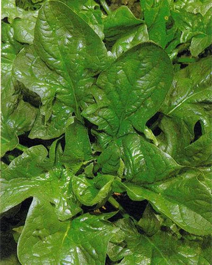Vegetable - Spinach Giant Winter Organic 800 Premium Quality Seeds
