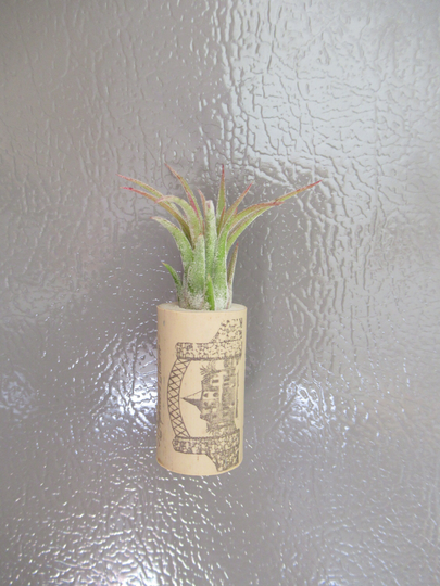 6 Wine Cork Air Plant Magnetic Holder - Tillandsia