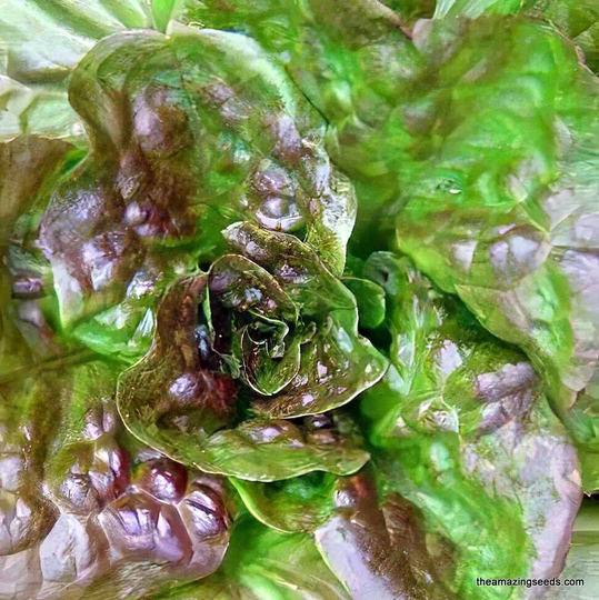 Lettuce, Bronze Mignonette, Heirloom Seeds