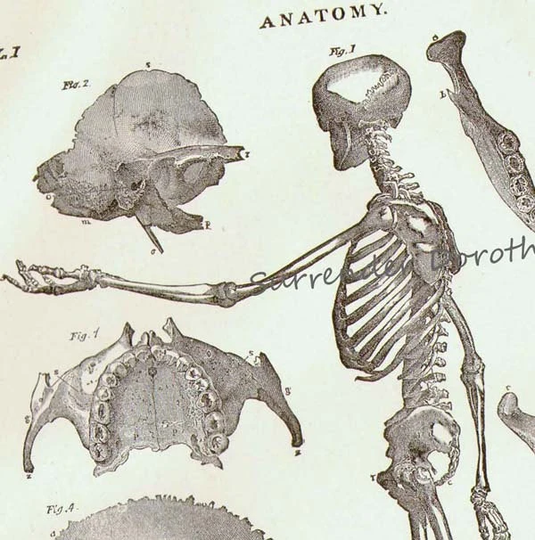 Human Anatomy Skeletal System Lateral View With Skulls 1892 Victorian Skeleton Antique Medical Chart