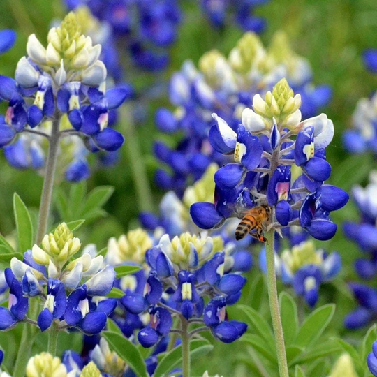 Lupine Texas Bluebonnet Flower Seeds - Open-Pollinated For Seed Saving Non-Hybrid & Non-Gmo Heirloom Canada
