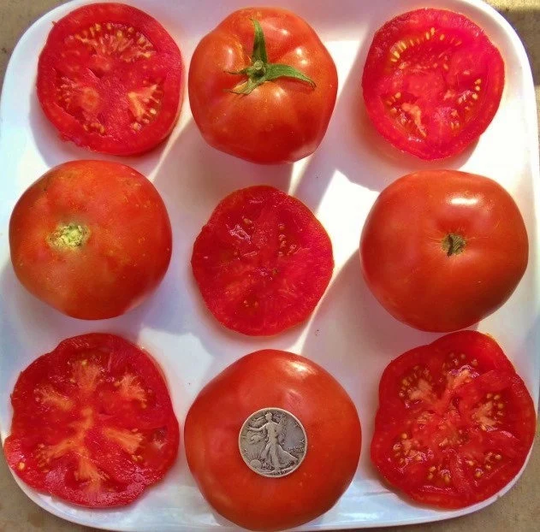 Rutgers - 40 Hand Picked Seeds