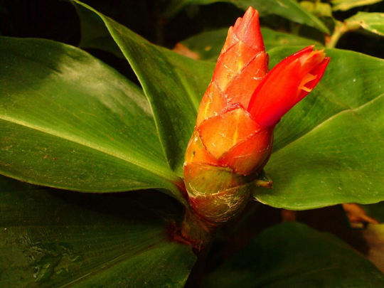 10 X Costus Scaber Seeds, Spiral Ginger Seeds