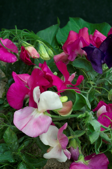 Sweet Pea Little Sweetheart Mixed X25 Seeds, An Excellent Extra Dwarf