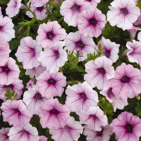 Petunia Seeds Shock Wave Pink Vein 100 Thru 500 Bulk Pelleted