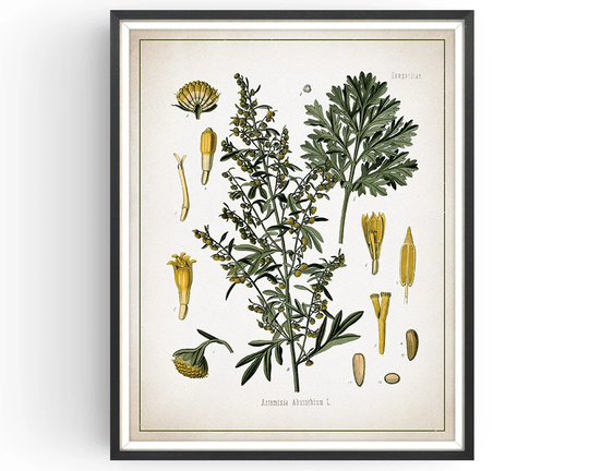 Absinthe - Wormwood Botanical Print Vintage Absinthe Art Medicinal Plant Botany Kitchen Decor Unframed