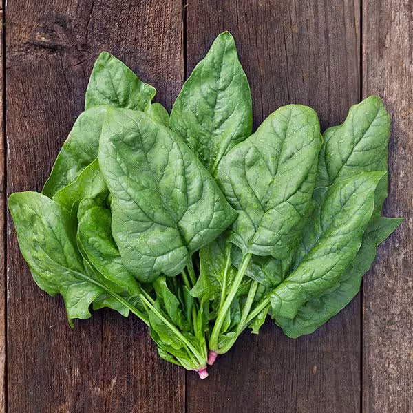 Vegetable - Spinach Winter Giant 300 Seeds Spinacia Oleracea