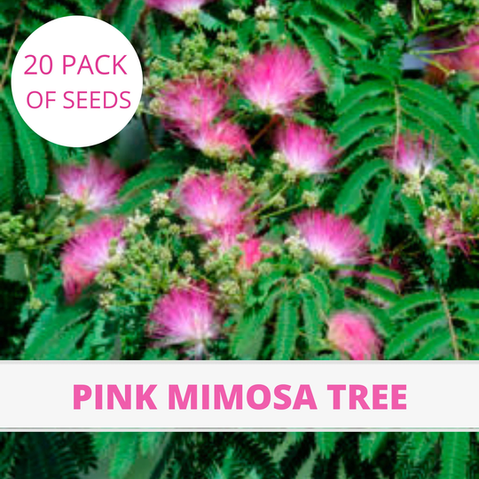 Pink Mimosa Tree [Albizia Julibrissin] 20 Seed Pack