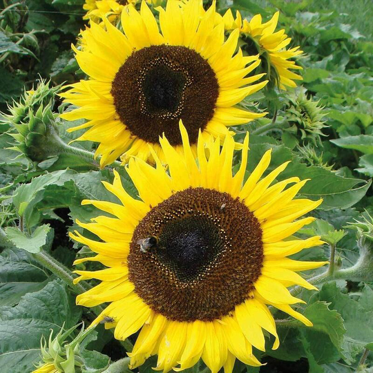 Sunflower 'Choco Sun' Seeds Hardy Annual Garden Plant Easy to Grow Yourself - 100 Seeds