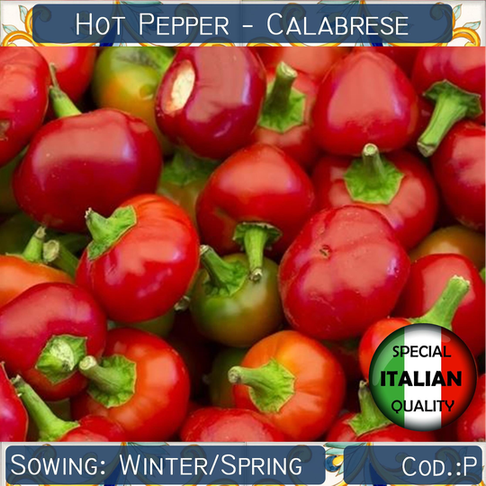70+ Hot Pepper Calabrese Seeds, Cherry Spicy Vegetable Italian Non Gmo #p0322