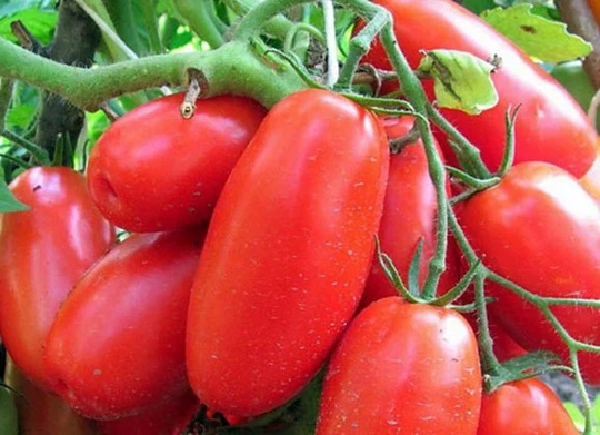 Tomato Seeds Siberian Trio