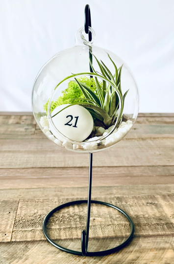 Diy Terrarium Air Plant Kit, Birthday Gift For 21 Year Olds. Twenty First Birthday. Air Plant Terrarium Present