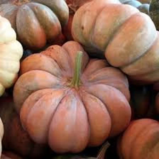 Pumpkin Seeds Muscat De Provence
