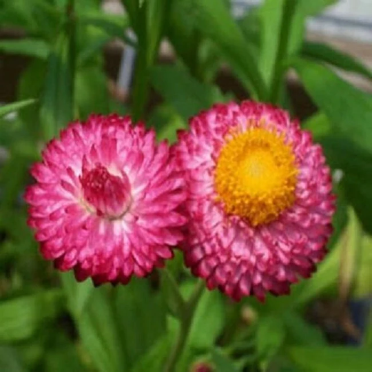 Helichrysum Seeds Helichysum Montrosum Rose 1, 000 Strawflower