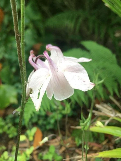 Aquilegia Vulgaris | Pink Columbine 5 Seeds