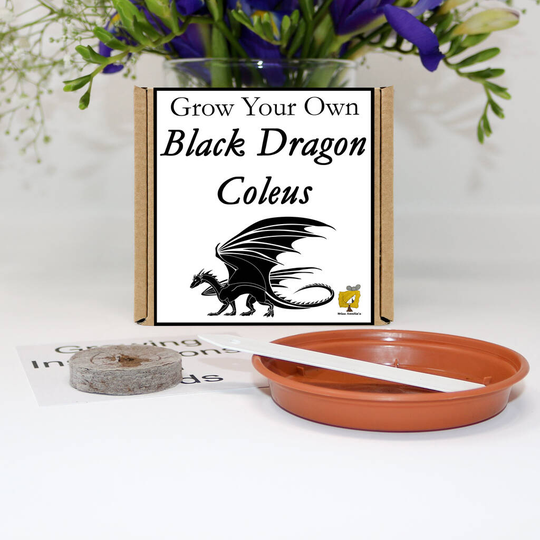 Grow Your Own Black Dragon Coleus Plant Gift Set