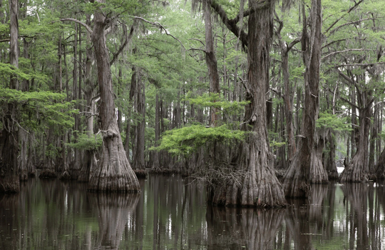 Bald Cypress Tree | Taxodium Distichum Seeds