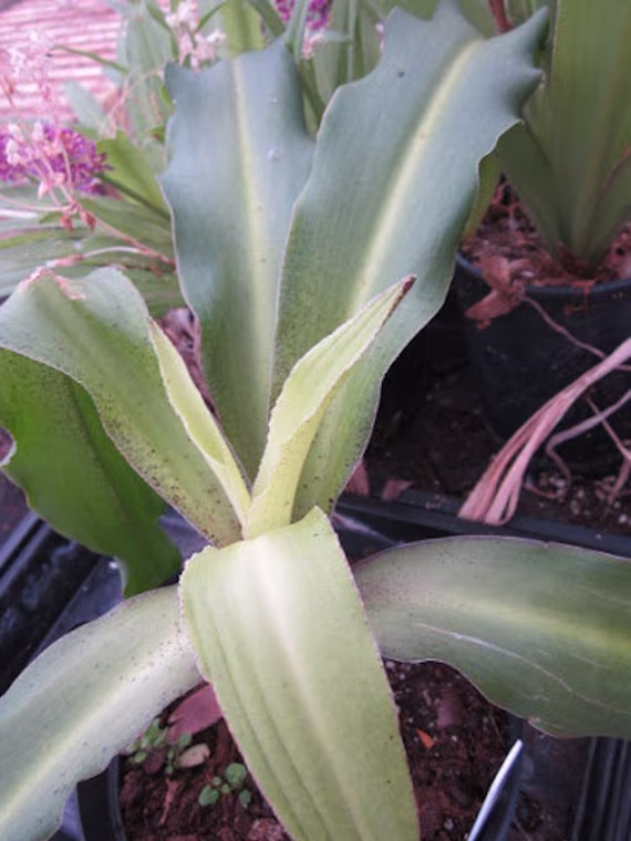 10 Eucomis Comosa Seeds, Springbok Seeds