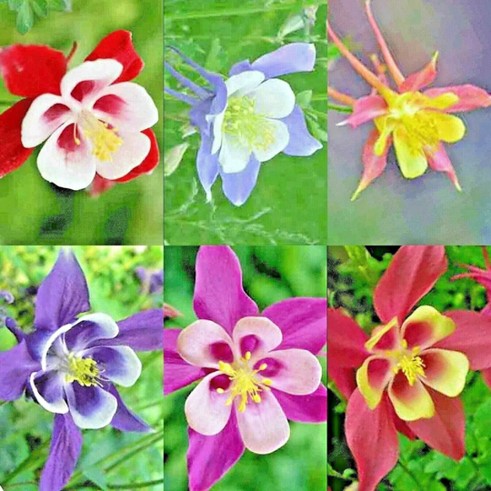Columbine Mckana Giant Mix 100 Seeds Fall Perennial Flower Hardy Deer Resistant | Code 87