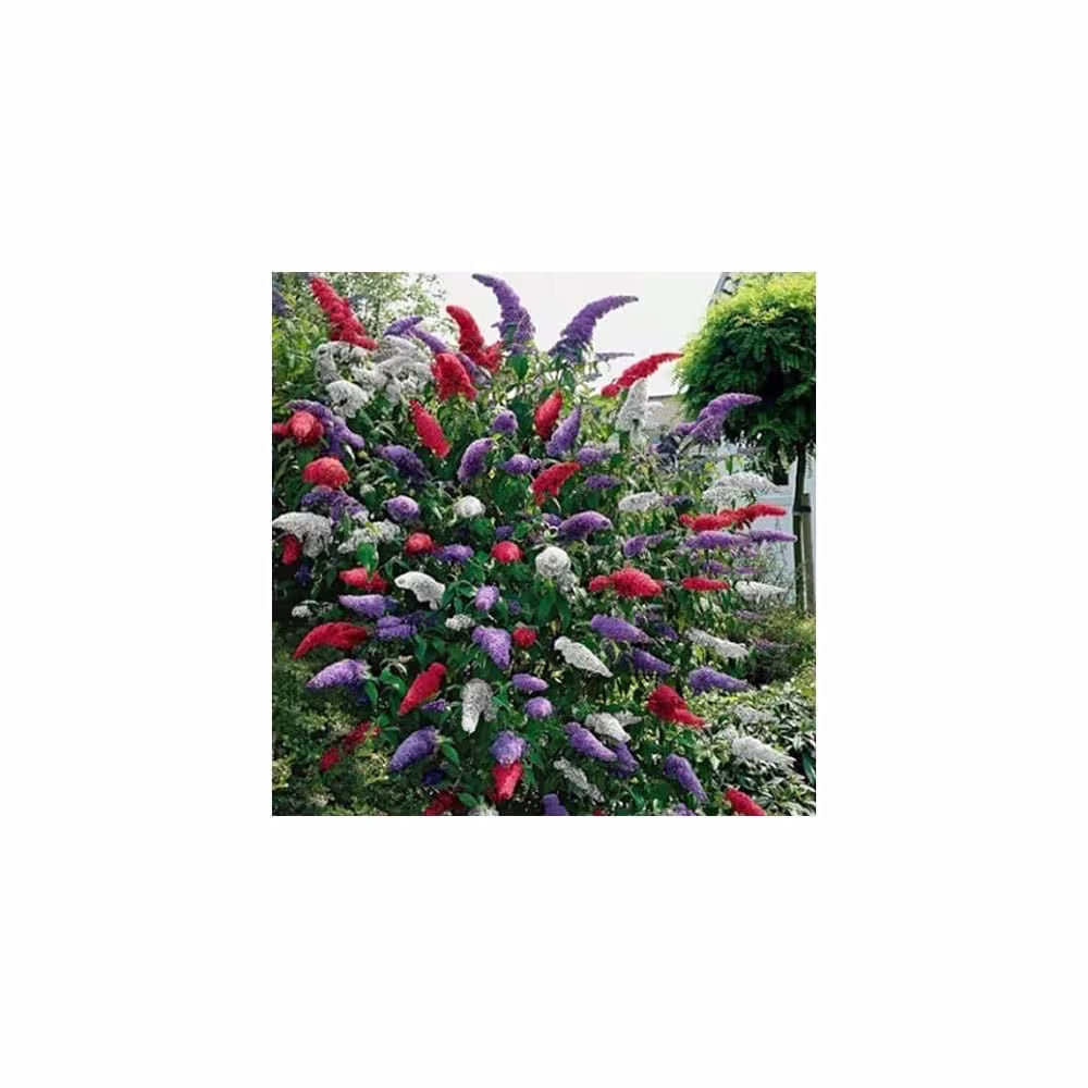 Buddleia Tricolour | 3 X 9cm Pots Butterfly Bush Mixed Colours Healthy Garden Plant