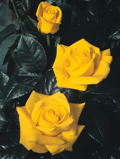 Rose Golden Wedding 5.5 Litre Pot