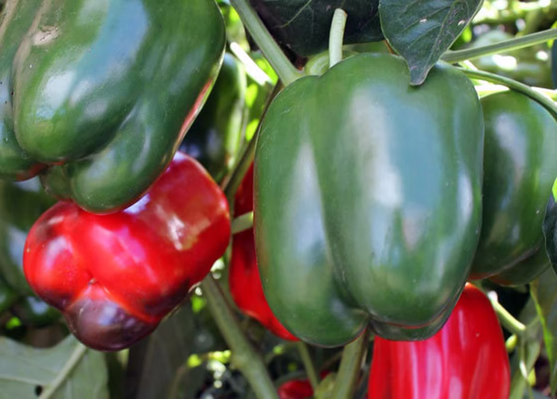Rare Original Vegetable Seeds Pepper "Yolo Divosvit