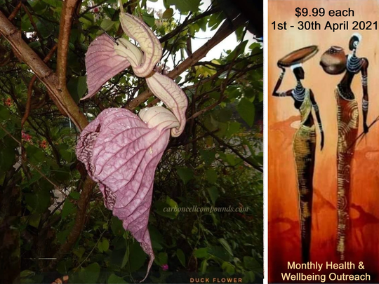 x3 Duck Flower Pack | Aristolochia Grandiflora - | At 9 Dollars Each On Our Wellbeing Outreach Program Free Shipping May Apply
