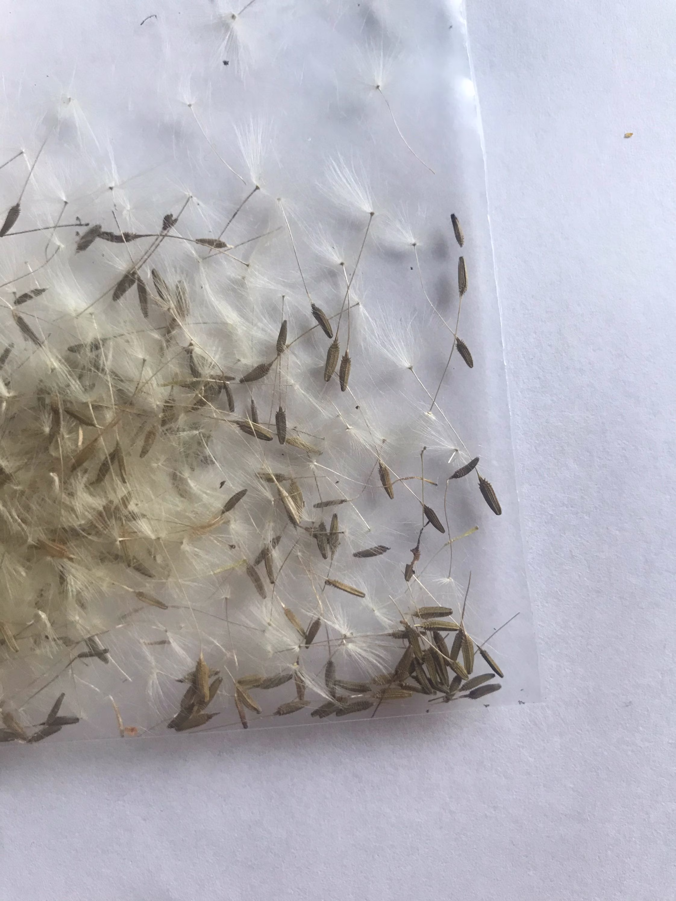 Dandelion Seeds With Wisps, Taraxacum Officinale, Wild, No Pesticides, Food For Tortoise, Photoshoot, Chemicals 1Tbs Around 250+Seeds