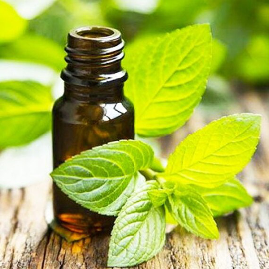 Rare Original Herb Seeds Mint Anise "Golden Anniversary