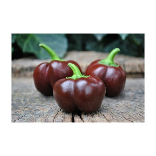 30 Organic Chocolate Mini Bell Sweet Pepper Seeds Great For Stuffing Chili Paprika Mini Bell Samen Graines Semi Semillas