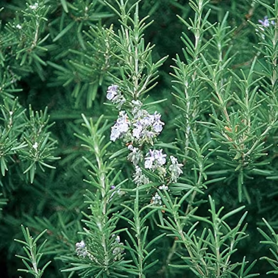 100 % Organic Rosemary Herb Plant- 1 - Rooted 6