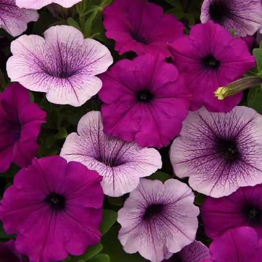 Petunia Seeds Easy Wave Plum Pudding Mix 100 Thru 500 Pelleted Bulk