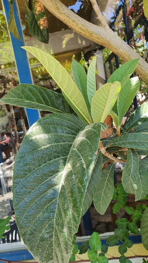 Loquat Leaf Hand Picked & Dried From The Gardens Of Azogires