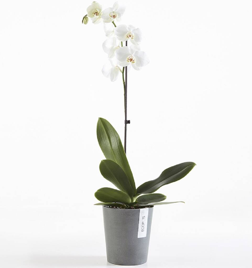 Ecopots Morinda Orchid Pot Made From Recycled Plastic