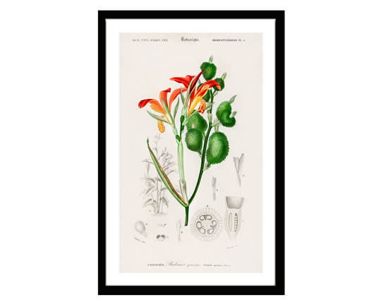 Anna Speciosa Vintage Botanical Poster Print Of Retro Herbs Plants & Trees Illustration Kitchen Art Decor. Giclee Set