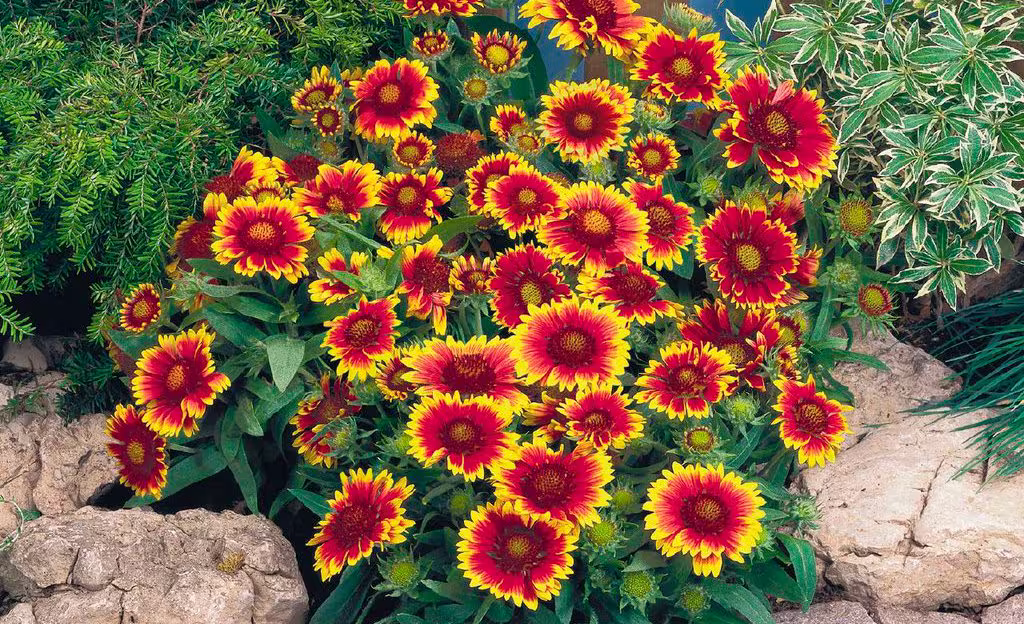 Perennial Flower Seeds Gaillardia Grandiflora Arizona | Packing 10 Pcs; Color Red-Yellow, Seeds, Flower Pot, Rare